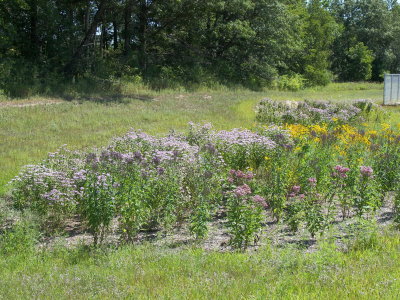 Stormwater Garden at ARMC