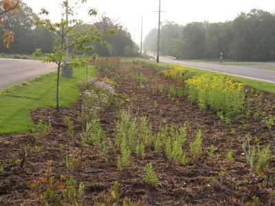Dirt and freshly planted green plants