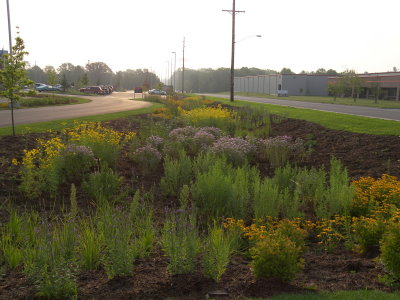 A garden with purple , yellow and orange plants