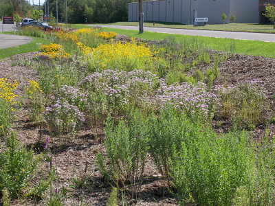 Freshly planted garden with yellow weeds in the background