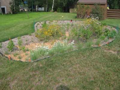 Grenn plants in a rain garden