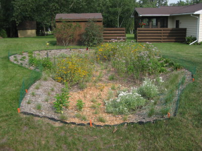 A freshly planted rain garden with green plants