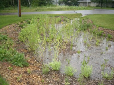 A rain garden filled with water