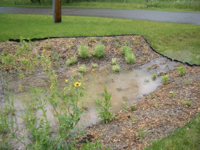 A freshly made rain garden with a pool of water in it