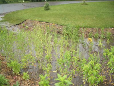 A rain garden with green plants